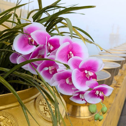 Pink and white orchids in a gold pot on a blurred background